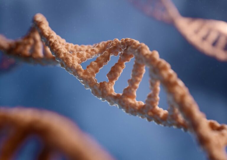 Biology IA – What is the effect of varying concentrations of Malathion on the Allium cepa L. as measured by chromosomal aberration frequency and mitotic index?